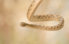 Leptodeira polysticta