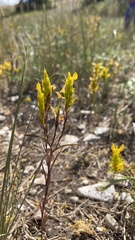 Orthocarpus luteus