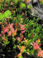 Exobasidium cassiopes