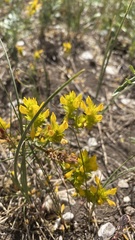 Orthocarpus luteus