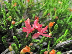 Exobasidium cassiopes