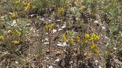 Orthocarpus luteus