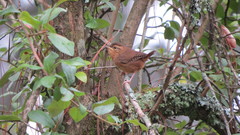 Troglodytes aedon brunneicollis