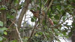 Troglodytes aedon brunneicollis