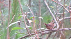 Troglodytes aedon brunneicollis