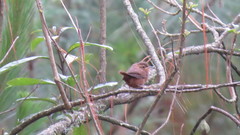 Troglodytes aedon brunneicollis