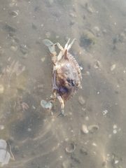 Callinectes sapidus