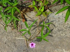 Ipomoea heptaphylla