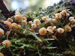 Xeromphalina leonina