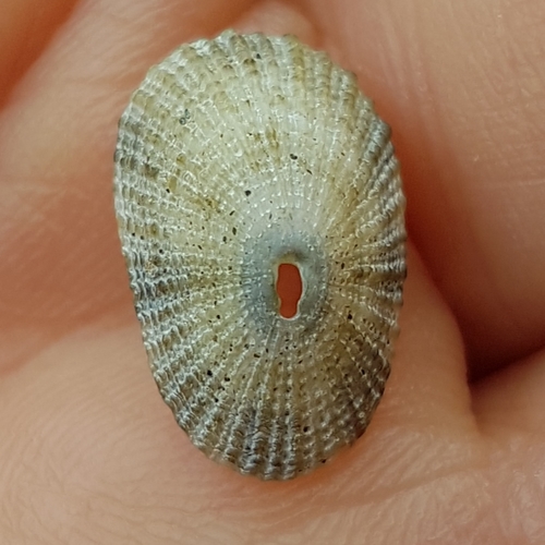 humped keyhole limpet