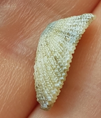 Diodora gibberula