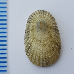 Diodora gibberula