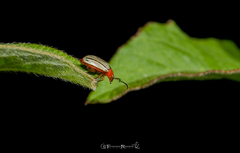 Disonycha brevilineata