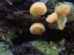 Xeromphalina leonina