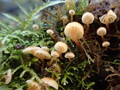 Xeromphalina leonina