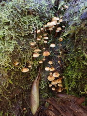 Xeromphalina leonina