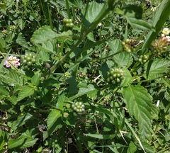 Lantana camara