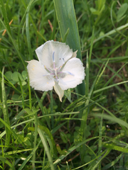 Calochortus minimus