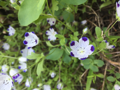 Nemophila maculata