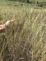 Muhlenbergia cuspidata