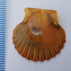 Pecten jacobaeus
