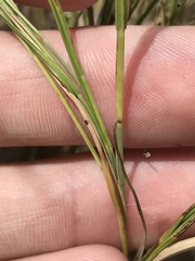 Muhlenbergia cuspidata