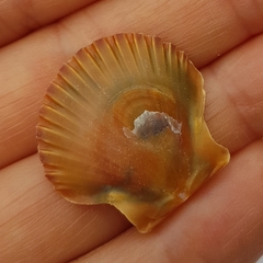 Pecten jacobaeus