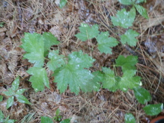 Viburnum opulus opulus