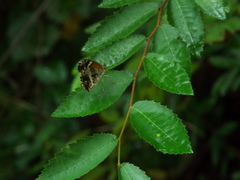 Anthanassa texana seminole