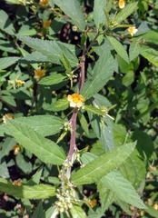 Sida acuta