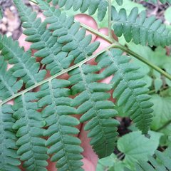 Pteridium aquilinum feei