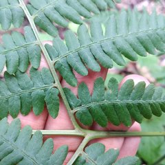 Pteridium aquilinum feei