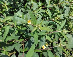 Sida acuta