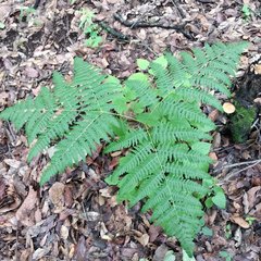Pteridium aquilinum feei