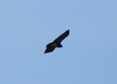 Geranoaetus melanoleucus