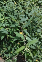 Sida acuta