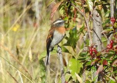 Ochthoeca rufipectoralis