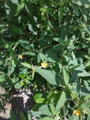 Sida acuta