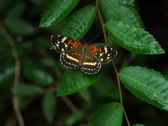 Anthanassa texana seminole