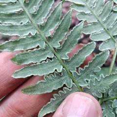 Pteridium aquilinum feei