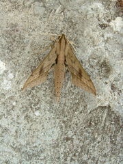 Xylophanes anubus
