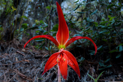 Sprekelia formosissima