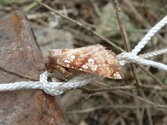 Chliara cresus