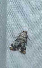 Eoparargyractis irroratalis