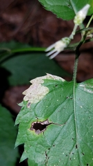 Liriomyza limopsis