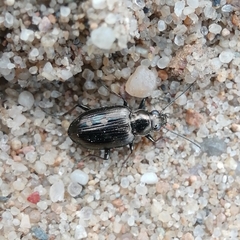 Bembidion argenteolum