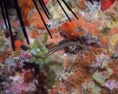Bluestripe Pipefish photo 5