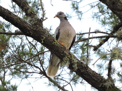 Patagioenas fasciata vioscae