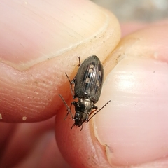 Bembidion argenteolum