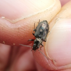 Bembidion argenteolum
